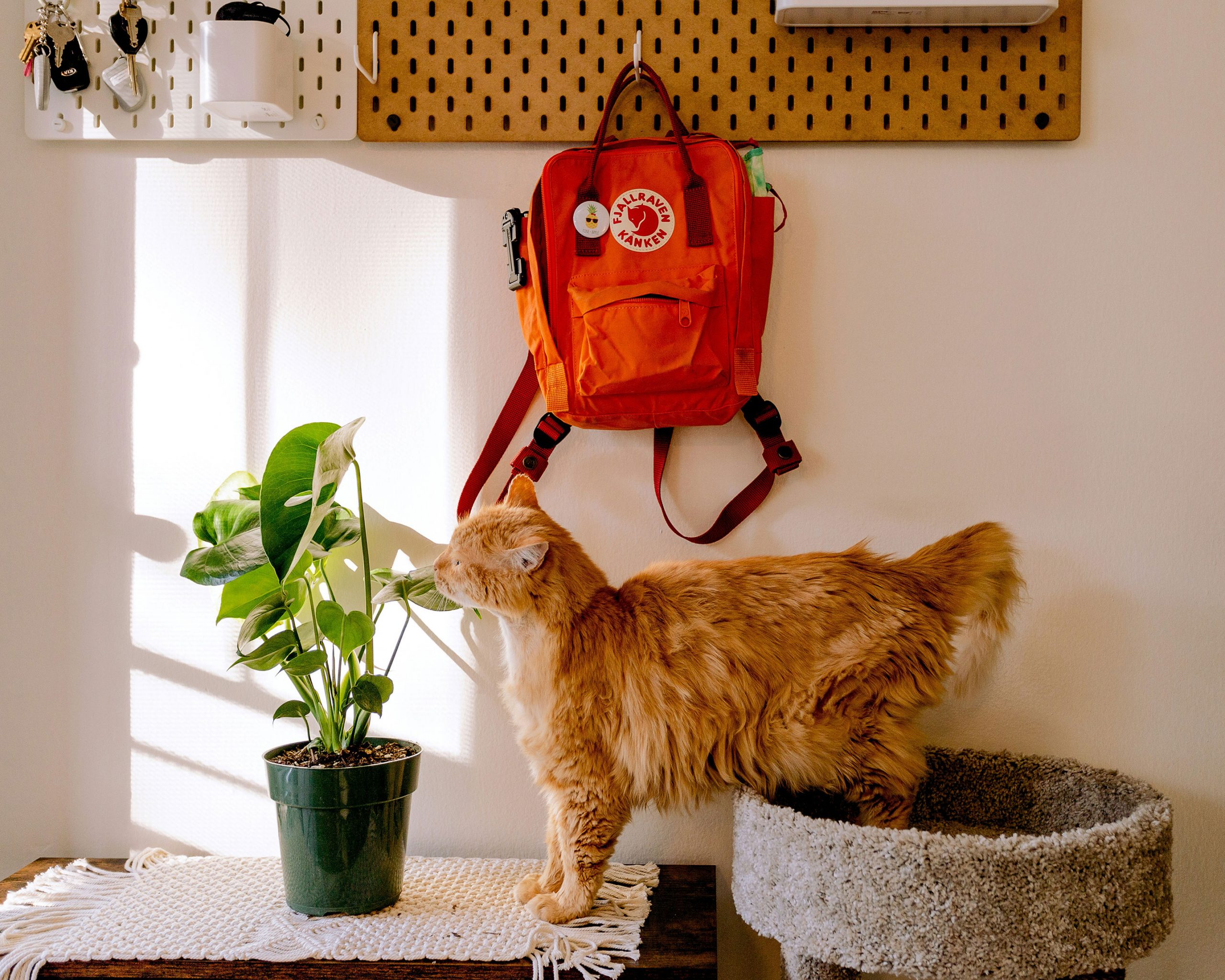The Rise of Fjällräven Kånken: From Swedish School Solution to Global Fashion Icon